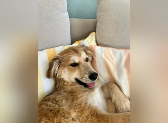 KORBEL, schlauer Schatz, 5 Monate, 41 cm, Mischlingsjunge, Pflegestelle 51503, Tierschutz Rumänien