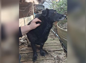 ⭐️TITA⭐️, liebevolle Hunde-Lady, 10 Jahre, 42 cm, Mischling, Tierschutz Rumänien