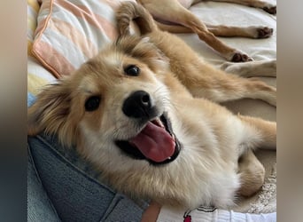 KORBEL, schlauer Schatz, 5 Monate, 41 cm, Mischlingsjunge, Pflegestelle 51503, Tierschutz Rumänien