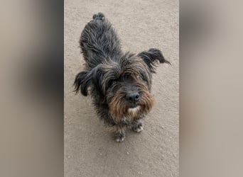 SPARTACUS, wunderbarer Wuschel, Rüde, 9 Monate, 46 cm, Mischling, Tierschutz Rumänien