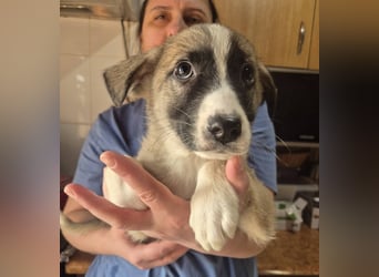 Welpenjunge 273741 möchte gerne zu DIR reisen