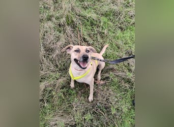 ⭐️MELINA⭐️absolute Frohnatur, Hündin, 3 Jahre, 48 cm, Mischling, Tierschutz