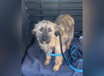 HEARTY, zuckersüßes Spielkind, 1 Jahr, 41 cm, Mischlingsmädchen, Tierschutz Rumänien