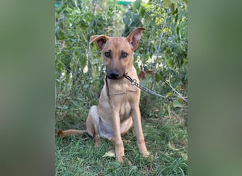 Vitold sucht sein Körbchen