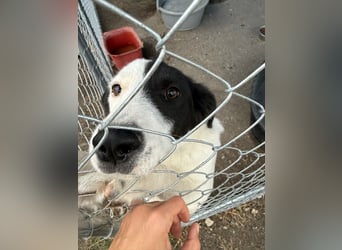 ⭐️SNOOPY⭐️, Spaßvogel und Spielkamerad, Rüde, 1 Jahr, 46cm, Mischling, Tierschutz