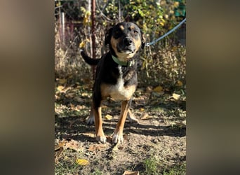 Hugi sucht einen Wegbegleiter