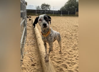Zauberhafte Dotti wartet auf unserem Tierschutzhof in Portugal auf dich!