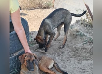 Valentino sucht sein Glück