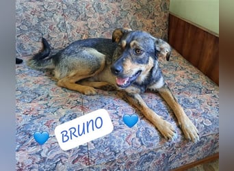 Bruni ist bereit für sein für-immer-Zuhause