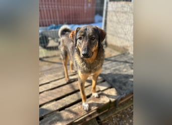 AMY, liebes Leckermäulchen, 2 Jahre, 45 cm, Mischling, Tierschutz Rumänien