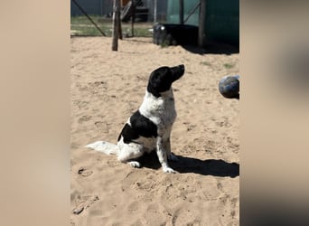 Gaston: Kleiner Reisender sucht Ziel