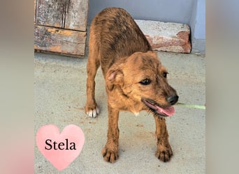Stela sucht ein liebevolles Zuhause