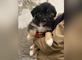 STELUTA, süßes Leckermäulchen, 3 Monate, 27 cm, Mischlingsmädchen, Tierschutz Rumänien