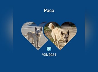 Süsser verspielter Paco möchte Rumänien verlassen