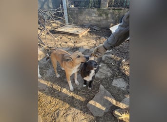 ⭐️Kimba⭐️, Frechdachs, Hündin, 3 Jahre, 45 cm, Mischling, Tierschutz