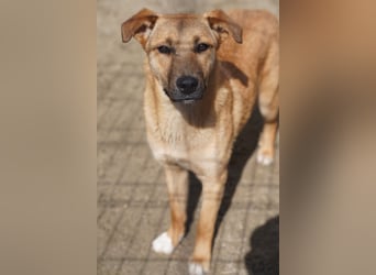 SILLIE, süßes Mischlingsmädchen, 9 Monate, 49 cm, Tierschutz Rumänien