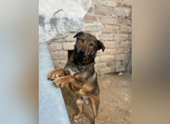 XORO, charmanter Goldschatz, 1,5 Jahre, 50 cm, Mischling, Tierschutz, Pflegestelle Hennef