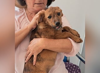 Stela sucht ein liebevolles Zuhause