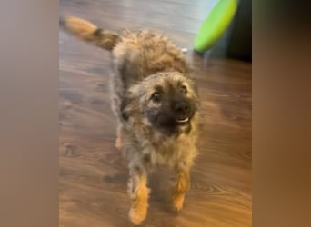 HEARTY, zuckersüßes Spielkind, 1 Jahr, 41 cm, Mischlingsmädchen, Tierschutz Rumänien