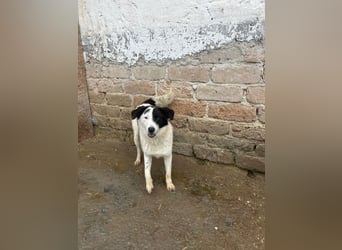 ⭐️SNOOPY⭐️, Spaßvogel und Spielkamerad, Rüde, 1 Jahr, 46cm, Mischling, Tierschutz