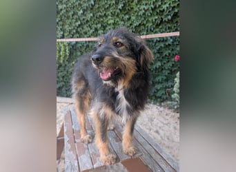Menschenbezogener Benno wartet in Portugal auf seine Menschen!
