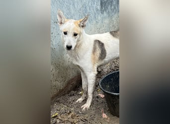 ⭐️PIVO⭐️, Rüde, 1 Jahr, 50 cm, Mischling, Tierschutz