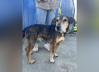 Akela sucht einen Gnadenplatz