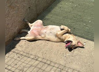 ⭐️MELINA⭐️absolute Frohnatur, Hündin, 3 Jahre, 48 cm, Mischling, Tierschutz