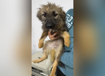 ⭐️Hearty⭐️, Herzensbrecherin, Hündin, 11 Monate, 38 cm, Mischling, Tierschutz