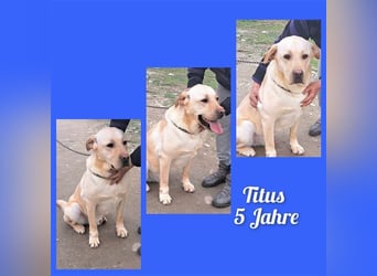 Labrador Titus mit dem Hundeblick