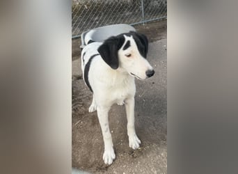 ⭐️SNOOPY⭐️, Spaßvogel und Spielkamerad, Rüde, 1 Jahr, 46cm, Mischling, Tierschutz