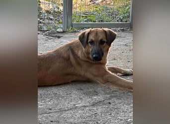 ⭐️DISSY⭐️, Hündin, 3 Jahre, 49 cm, Mischling, Tierschutz