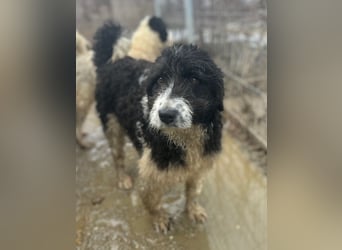 ⭐️GLORIE⭐️, Hündin, 8 Monate, 37 cm, Mischling, Tierschutz