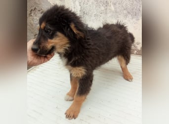 SALVA, kleine Entdeckerin, 3 Monate, 28 cm, Mischlingsmädchen, Tierschutz Rumänien