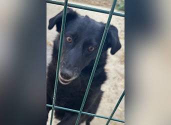 ⭐️TITA⭐️, liebevolle Hunde-Lady, 10 Jahre, 42 cm, Mischling, Tierschutz Rumänien