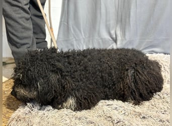 Samu möchte dir sein Herz schenken