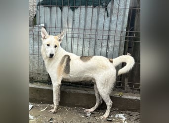 ⭐️PIVO⭐️, Rüde, 1 Jahr, 50 cm, Mischling, Tierschutz