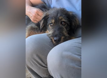 Menschenbezogener Benno wartet in Portugal auf seine Menschen!