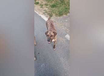 Jessy 50cm, möchte Rumänien schnell verlassen