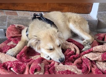 KORBEL, schlauer Schatz, 5 Monate, 41 cm, Mischlingsjunge, Pflegestelle 51503, Tierschutz Rumänien