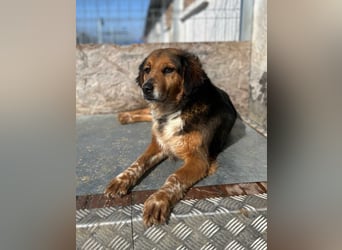 ⭐️JOLLY⭐️, Hündin, 2,5 Jahre, 43 cm, Mischling, Tierschutz