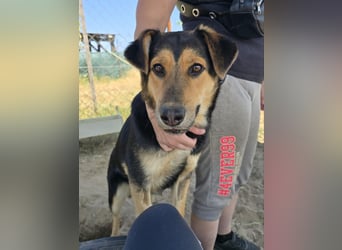 Kerubin möchte sein eigenes Körbchen