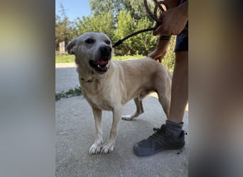 Pepe sucht großes Glück