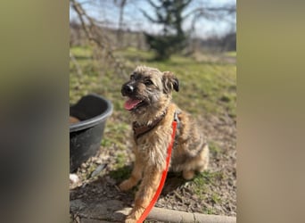 HEARTY, zuckersüßes Spielkind, 1 Jahr, 41 cm, Mischlingsmädchen, Tierschutz Rumänien