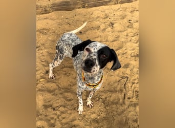 Zauberhafte Dotti wartet auf unserem Tierschutzhof in Portugal auf dich!