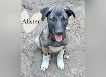 Alister ist bereit für sein Für-immer-Zuhause