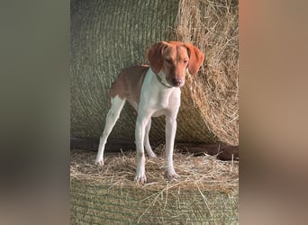 KATRA, Schmusebacke, 1 Jahr, 45 cm, Mischling, Tierschutz, Pflegestelle 57635