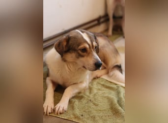 ⭐️TIMENTES⭐️, ganz charmante Hündin, 6 Jahre, 48 cm, Mischling, Tierschutz