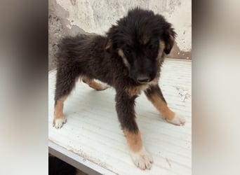 STELUTA, süßes Leckermäulchen, 3 Monate, 27 cm, Mischlingsmädchen, Tierschutz Rumänien