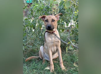 Vitold sucht sein Körbchen